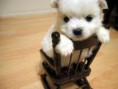 /album/zvieratka/mini-dog-pic22854-1-jpg/